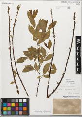Foto von Salix myrsinifolia Salisb.
